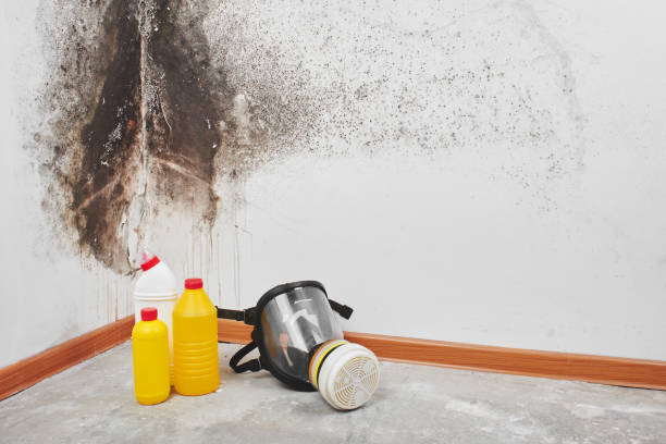 Best Localized Mold Remediation (e.g., coastal areas, humid climates) in Willits, CA