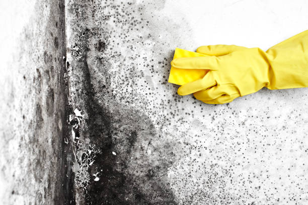 Best Kitchen Mold Remediation in Willits, CA