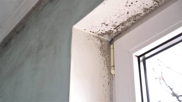 Trusted Willits, CA Mold Remediation Experts