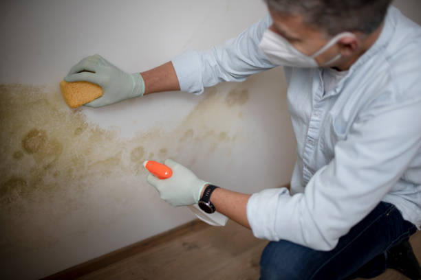 Best Attic Mold Remediation in Willits, CA