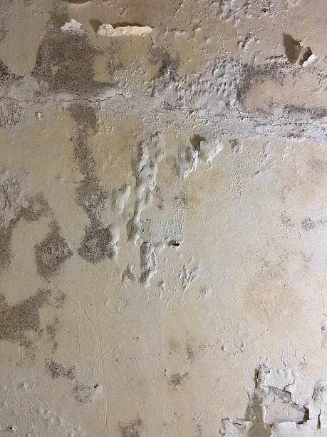 Best Preventive Mold Services in Willits, CA