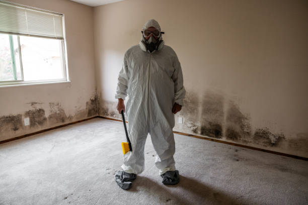 Best Mold Testing and Inspection Services in Willits, CA