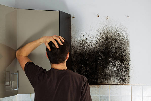 Best Emergency Mold Remediation in Willits, CA