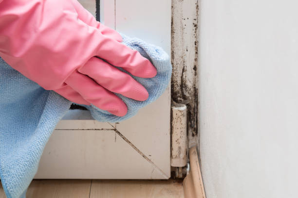 Best Industrial Mold Remediation in Willits, CA