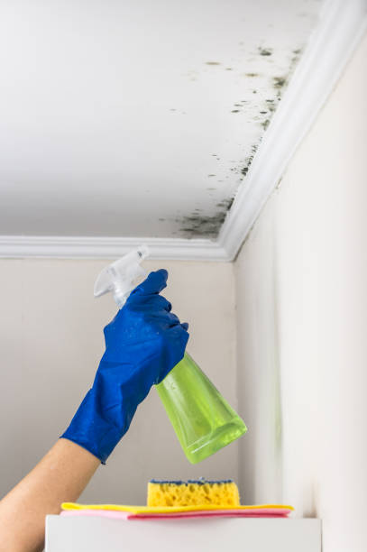 Best Commercial Mold Remediation in Willits, CA